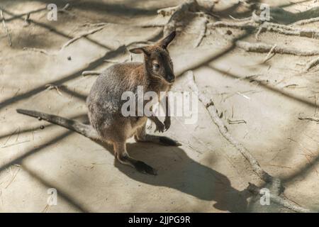 Eine schöne Aufnahme eines Wallabys, der in seinem Gehege im Zoo in hellem Sonnenlicht steht Stockfoto