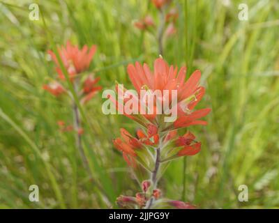 Ein flacher Fokus von indischen Paintbrush Wildblumen, die auf der Prärie in Missouri wachsen Stockfoto