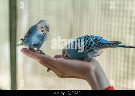 Eine Nahaufnahme von zwei blauen Wellensittichen, die an einem sonnigen Tag in der Voliere des Zoos auf der erwachsenen weiblichen Hand sitzen und daraus Samen fressen Stockfoto
