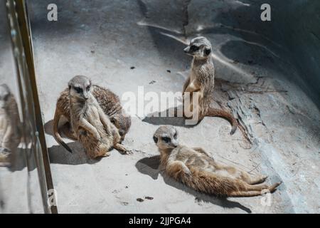 Eine Nahaufnahme von vier Erdmännchen, die sich in ihrem Gehege im Zoo in hellem Sonnenlicht auf dem Boden entspannen Stockfoto