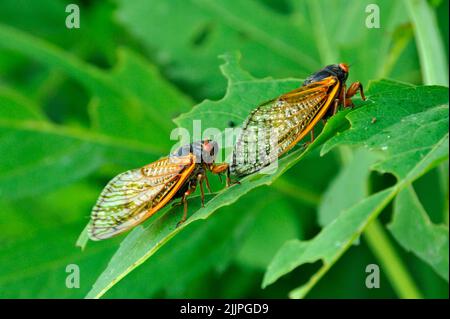 Eine Nahaufnahme von zwei regelmäßigen Zikaden auf einem Blatt in Missouri Stockfoto