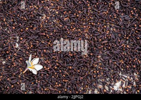 Draufsicht auf eine Jasminblüte auf Nelken, die in der Sonne trocknen, Maluku, Indonesien Stockfoto