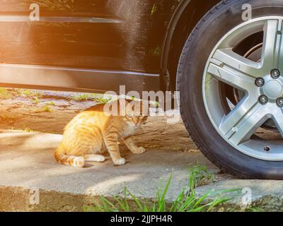 Die rothaarige Straßenkatze starrt aufmerksam unter dem Auto Stockfoto