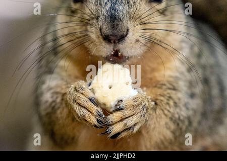 Eine Nahaufnahme eines Eichhörnchen Whiskers, der einen Erdnussbutter-Cracker isst Stockfoto