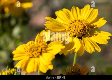 Eine Nahaufnahme von gelben Gänseblümchen, die im Garten in hellem Sonnenlicht auf unscharfem Hintergrund blühen Stockfoto