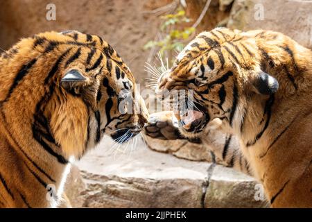 Eine flache Aufnahme von zwei jungen Tigern, die an einem sonnigen Tag in ihrem Gehege im Zoo spielen Stockfoto