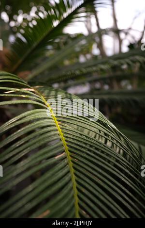 Nahaufnahme eines exotischen cycas-Blattes im botanischen Garten von Iasi Stockfoto