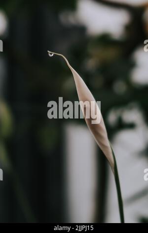Eine vertikale Nahaufnahme eines Wassertropfens auf der Blattspitze. Botanischer Garten von Iasi, Rumänien. Stockfoto