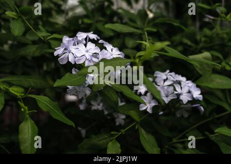 Eine Nahaufnahme von weißen Leadworts. Botanischer Garten von Iasi, Rumänien. Stockfoto