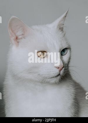 Ein vertikales Porträt einer ungeraden Khao Manee-Katze auf weißem Hintergrund Stockfoto