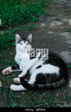 Eine vertikale Aufnahme einer entzückenden schwarz-weißen Katze, die im Garten liegt Stockfoto