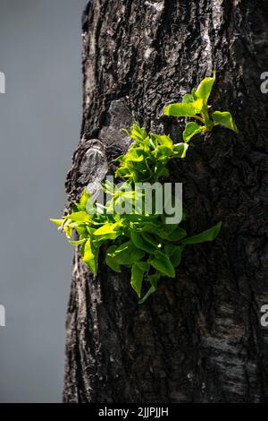 Eine vertikale Aufnahme eines Baumstamms mit kleinen, grünen Blättern, die darauf wachsen Stockfoto