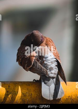 Eine vertikale Aufnahme einer braunen Taube, die auf einer gelben Röhre mit verschwommenem Hintergrund steht Stockfoto