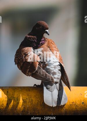 Eine vertikale Aufnahme einer braunen Taube, die auf einer gelben Röhre mit verschwommenem Hintergrund steht Stockfoto