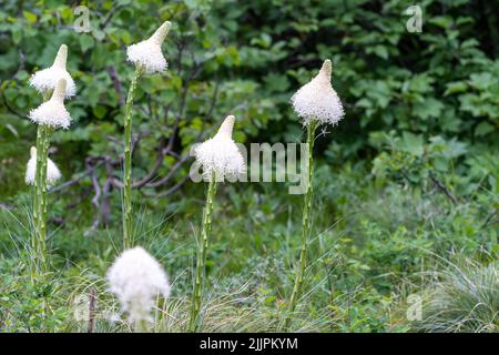 Wunderschöne Bärengraswildblumen wachsen entlang des Swiftcurrent Pass Trail im Glacier National Park Montana USA Stockfoto