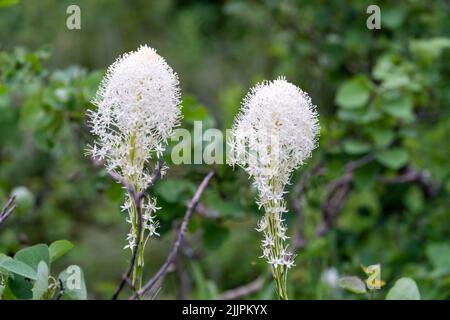 Wunderschöne Bärengraswildblumen wachsen entlang des Swiftcurrent Pass Trail im Glacier National Park Montana USA Stockfoto