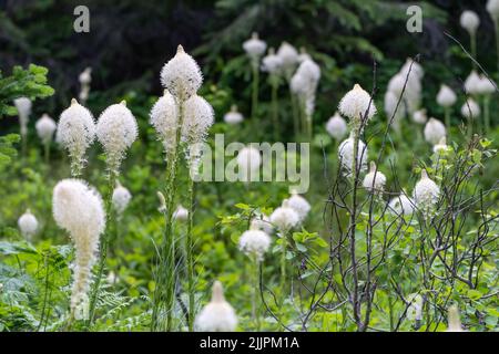 Wunderschöne Bärengraswildblumen wachsen entlang des Swiftcurrent Pass Trail im Glacier National Park Montana USA Stockfoto