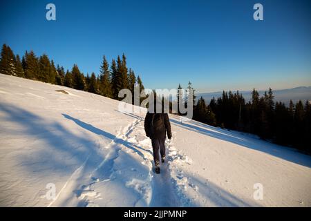 Ein schöner Kiefernwald und tiefe menschliche Spuren im Schnee Stockfoto