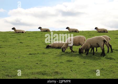 Eine kleine Herde Schafe mit schwarzem Gesicht grasen auf einer Steppe Stockfoto