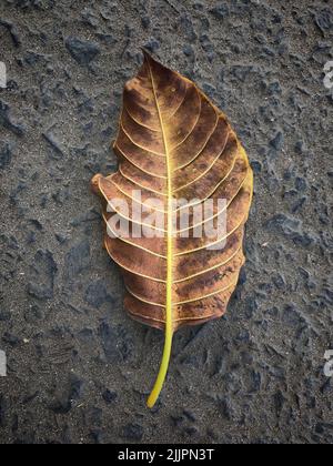 Ein Blick von oben auf ein trockenes, herbstlich totes Blatt, das auf den Asphalt gefallen ist Stockfoto