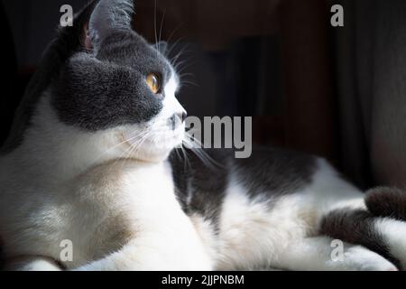 Eine Nahaufnahme einer britischen Kurzhaar-Katze mit leuchtend orangefarbenen Augen Stockfoto