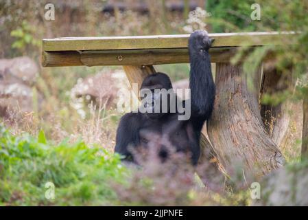 Eine Nahaufnahme eines Gorillas, der im Wald sitzt und seine Hand auf eine Holzbank legt Stockfoto