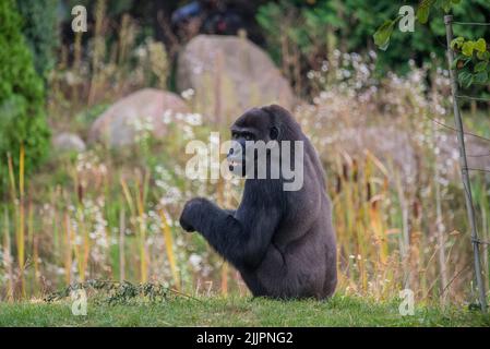 Eine Nahaufnahme eines Gorillas, der in einem Wald sitzt und nach hinten schaut Stockfoto