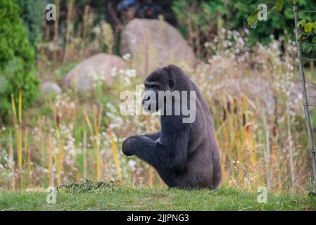 Eine Nahaufnahme eines Gorillas, der in einem Wald sitzt und nach hinten schaut Stockfoto
