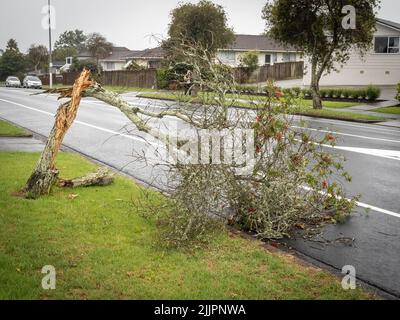 Am Straßenrand flaschenkürste Baum durch starke Winde gebrochen, Sturm. Auckland, Neuseeland - 13. Februar 2022 Stockfoto