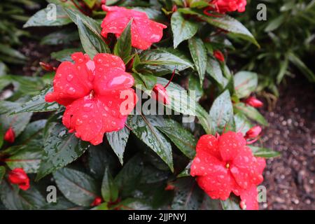 Eine Nahaufnahme von rosa Neuguinea impatiens Blumen mit grünen Blättern im Garten Stockfoto