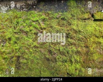 Eine Nahaufnahme von Moos an der Wand eines alten Gebäudes Stockfoto