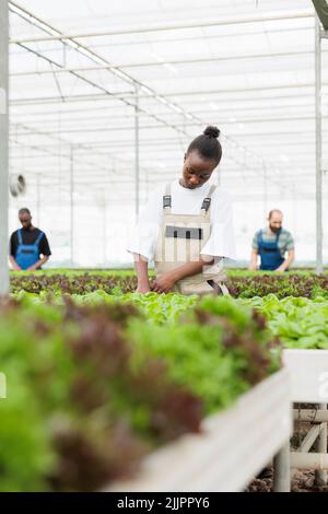 Gewächshaus afroamerikanischer Landwirt, der Salat in hydroponischer Umgebung anbaut und die Pflanzen für ein optimales Wachstum pflegt. Frau, die in einem Bio-Bauernhof arbeitet und die Entwicklung vor der Ernte überprüft. Stockfoto