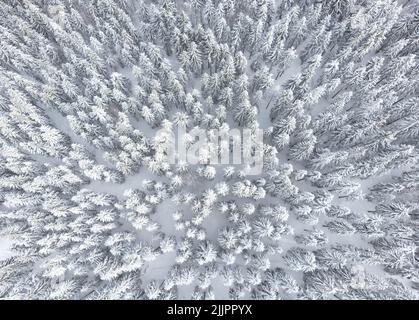 Ein Blick von oben auf den Tannenwald im Winter Stockfoto