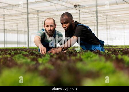 Selektiver Fokus auf zwei Männer suchen besorgt tun Qualitätskontrolle Überprüfung der Pflanzenentwicklung Entdeckung Problem. Verschiedene Gewächshausarbeiter in hydroponischer Umgebung weisen auf die Salaternte hin. Stockfoto