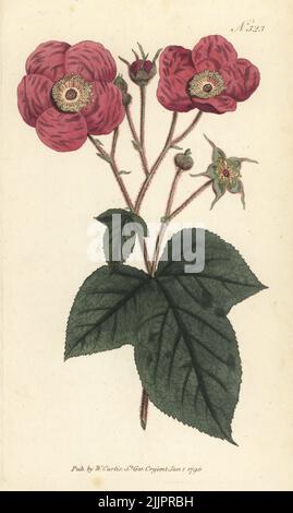 Blühende Himbeere, Rubus odoratus. Gebürtig aus Nordamerika. Handkolorierter Kupferstich nach einer botanischen Illustration aus William Curtis's Botanical Magazine, Stephen Couchman, London, 1796. Stockfoto