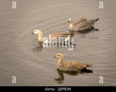 Drei wunderschöne Gänse, die tagsüber im See schwimmen Stockfoto