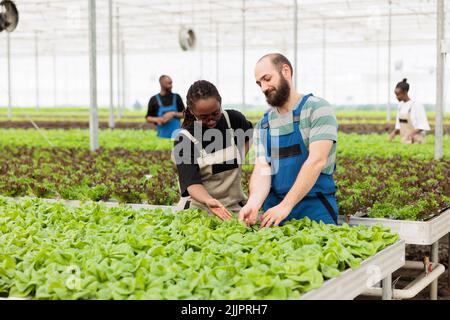 afroamerikanischer Landwirt und Kaukasier, der die Qualitätskontrolle für Bio-Salat-Ernte vorantut, freut sich über die Ergebnisse in der ökologischen Gewächshausfarm. Verschiedene Menschen untersuchen grüne Blätter vor der Ernte auf Schädlinge. Stockfoto