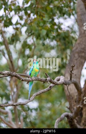 Ein australischer Ringneck oder Mallee Ringneck liegt auf der Suche nach einer geeigneten Nisthöhle in der Nähe von Charleville im Westen von Queensland, Australien. Stockfoto