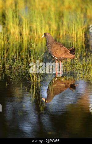 Stolz steht eine wunderschöne schwarze Schwanzhenne, die perfekt reflektiert wird und vom goldenen Nachmittagslicht im Outback von Queensland, Australien, erleuchtet wird. Stockfoto