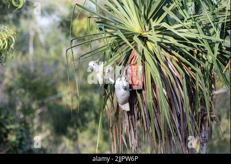 Ein Paar Kakadus mit Schwefelhauben, die sich auf einer Pandanus-Palme in Nhulynbuy auf der Gove-Halbinsel im Northern Territory in Australien mit Nüssen füttern. Stockfoto