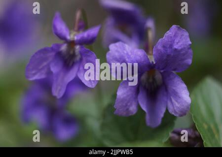 Nahaufnahme einer süßen violetten Blume in einem Garten auf unscharfem Hintergrund Stockfoto