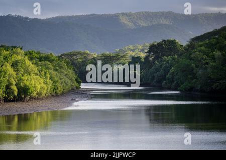 Umweltporträt eines einzigen Estuarine-Krokodils, eines Spitzenräubers, der bei Ebbe am Mowbray River in der Nähe von Port Douglas in Australien sonnt. Stockfoto