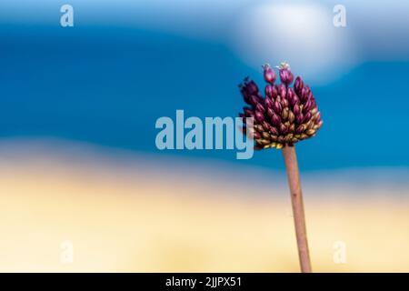 Eine Nahaufnahme einer Allium Rotundum-Pflanze auf einem verschwommenen Hintergrund Stockfoto