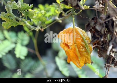 Eine Momordica Charantia Frucht, die auf einem Baum auf einem verschwommenen Hintergrund wächst Stockfoto