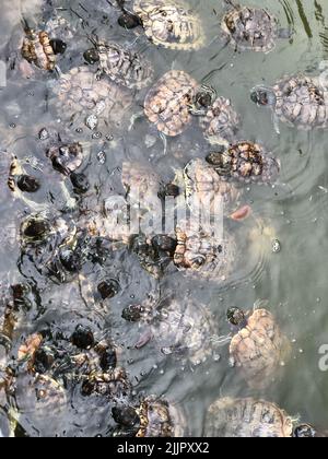 Eine vertikale Aufnahme von Rotohrschildkröten im Wasser Stockfoto