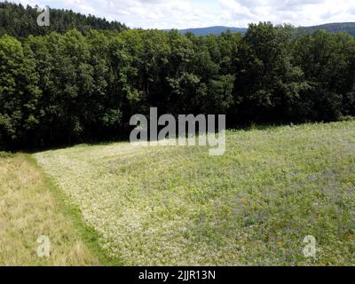 Die dichten üppigen Büsche in einer Wiese auf blau bewölktem Himmel Hintergrund Stockfoto