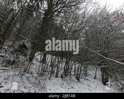 Ein Blick auf einen Wald im Winter mit trockenen Bäumen bedeckt mit weichem weißem Schnee Stockfoto