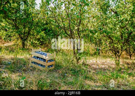 Die gestapelten Holzkisten mit geernteten reifen Pflaumenfrüchten auf einem Gras im Garten Stockfoto