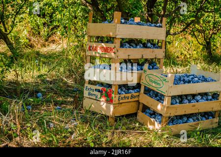 Die gestapelten Holzkisten mit geernteten reifen Pflaumenfrüchten auf einem Gras im Garten Stockfoto