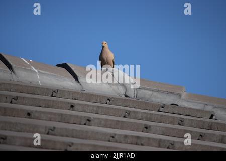 Eine niedliche Taube auf einem Dach Stockfoto